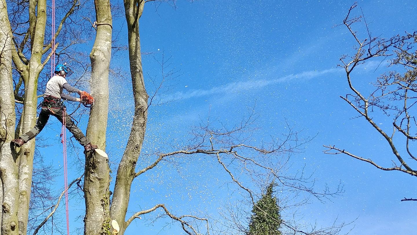 KM Treeworks arborist high in a tree, sawdust flying against a blue sky in East Devon