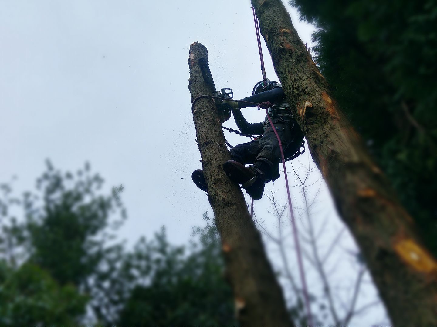 KM Treeworks arborist high in a large tree carrying out a sectional dismantle