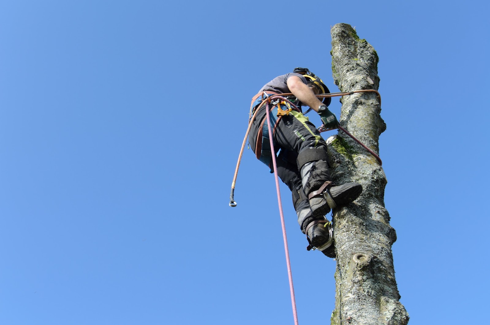 KM Treeworks arborist roped into a tall trunk during a sectional dismantle against a clear blue sky